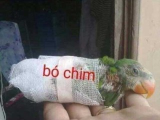 Bó chim meme - Kho Ảnh Chế