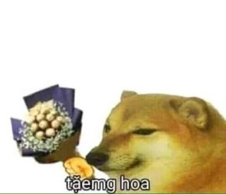 Cheems cầm hoa tặemg hoa - Kho Ảnh Chế