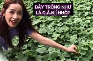 Chipu nói đây trông như lá cần í nhờ - Kho Ảnh Chế