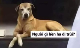 Chó nằm dài nói người gì hèn hạ dị trùi? - Kho Ảnh Chế