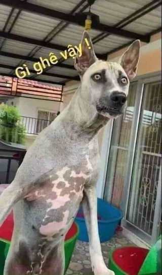 Chó trố mắt gì ghê vậy? - Kho Ảnh Chế