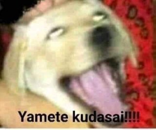 Chó trợn mắt nói yamate kudasai - Kho Ảnh Chế