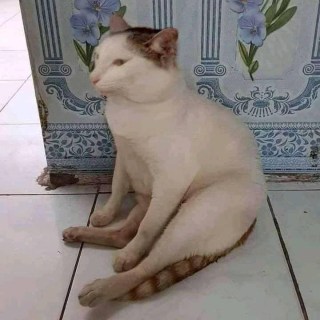 Chú mèo có dáng ngồi giống chú chó Cheems - Kho Ảnh Chế