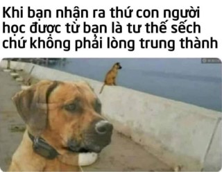Khi bạn nhận ra thứ con người học được từ bạn là tư thế sếch chứ không phải lòng trung thành - Kho Ảnh Chế