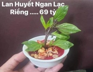 Lan Huyết Ngan Lạc Riềng 69 tỷ (tiết canh ngan rau húng) - Kho Ảnh Chế