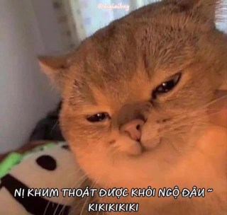 Mèo mặt nham hiểm nói nị không thoát được khỏi ngộ đâu - Kho Ảnh Chế