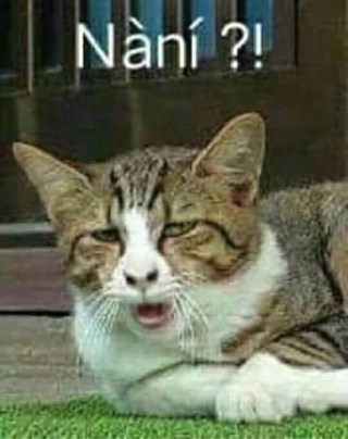 Mèo nà ní? Mèo mặt khinh bỉ nói nani - Kho Ảnh Chế